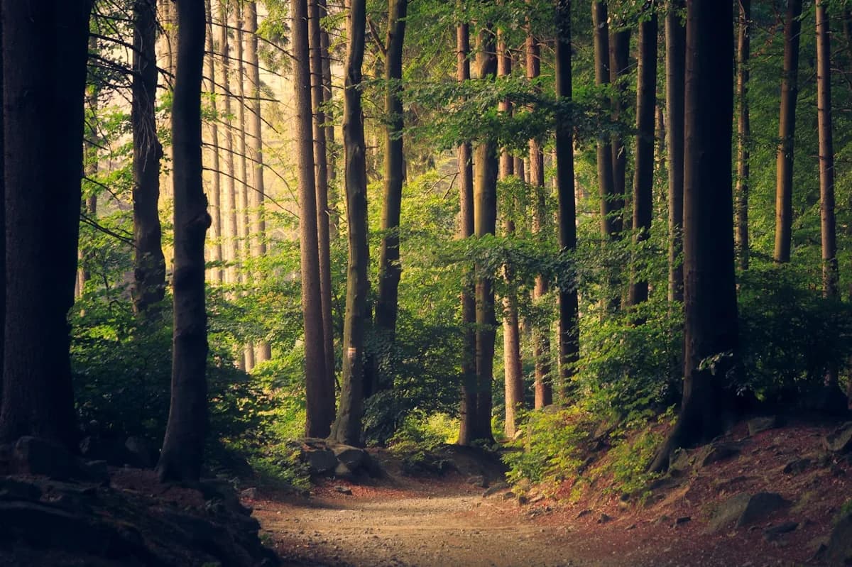 Sonnendurchfluteter Wald nahe dem Gasthof